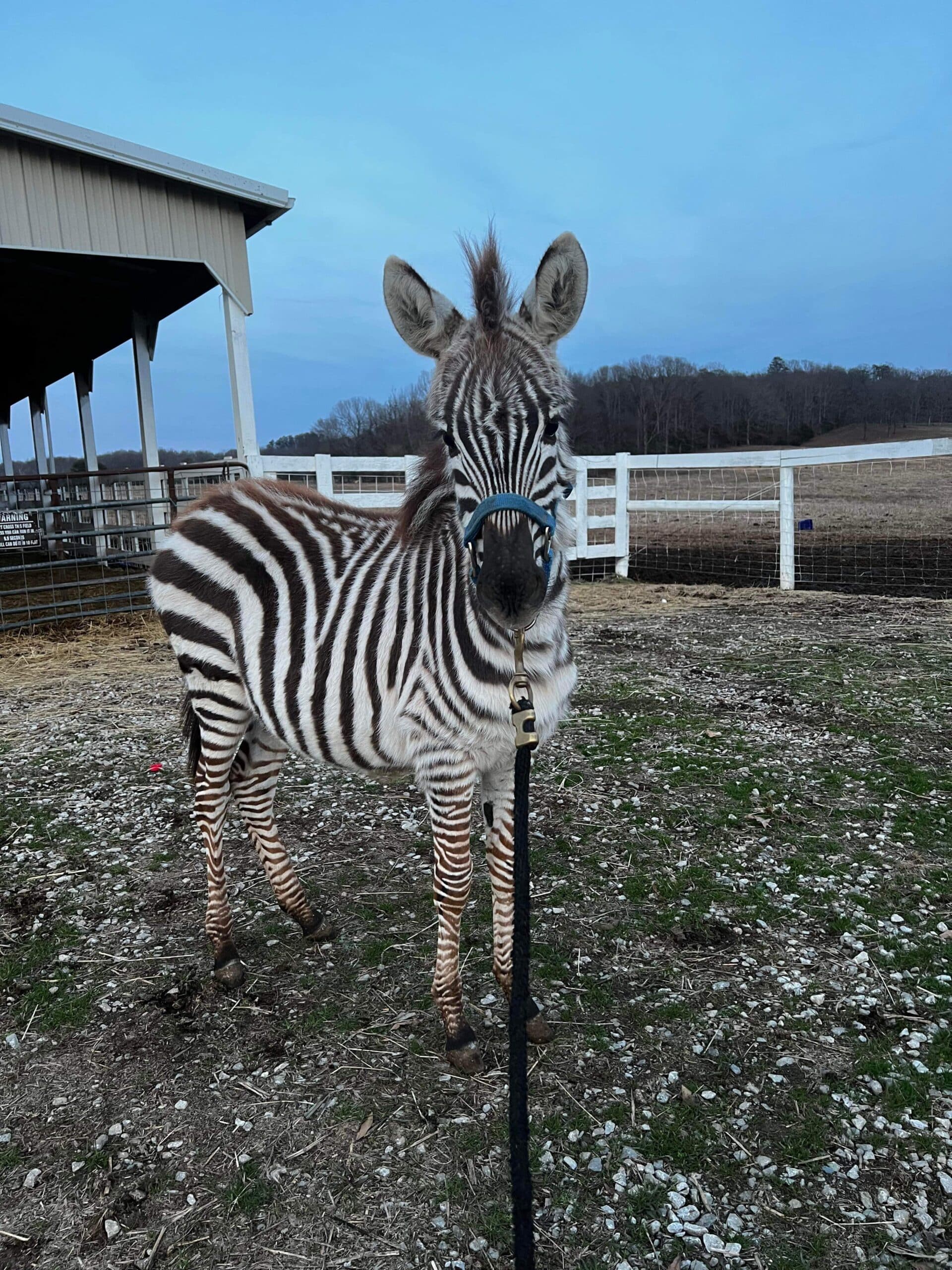 Zoey Zebra Filly 6 months old consigned ENDs 01/22 5pm EST - EWH Trail  Horses