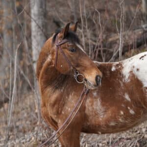 Charro 8yo 15hh Walkaloosa gelding sells 3/17/25 9pm EST