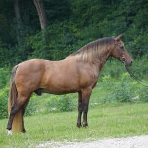 NO RESERVE Sambos Rocket registered Rocky Mountain Gelding 14.2 THICK Consignment sells 7/29 9:45pm EST