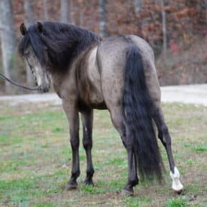 Mako 6yo 15hh  Classic Champagne SOLD Racking Stallion Consigned sells 12/2 9pm EST