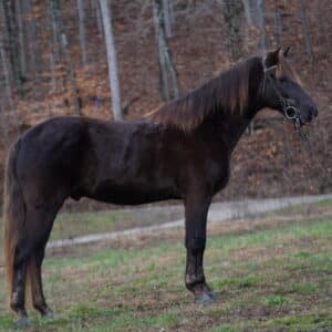 Hello Darlin Registered Rocky Mountain Gelding 6yo 14.3 chocolate