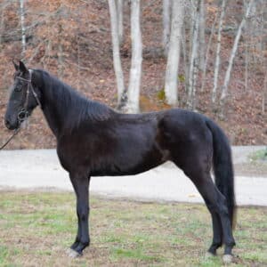 💥NEW WRITTEN DESCRIPTION 💥Registered Rocky Mare 15.1 3yo sells 01/06 9:15pm est