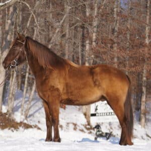 Chip 4yo 14.2 stout built Tennessee Walker Chocolate Dun Gelding CONSIGNED