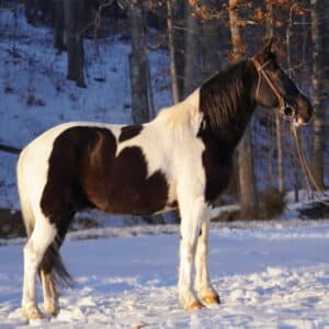 Leroy 13yo 14.3 hh spotted saddle horse gelding consigned