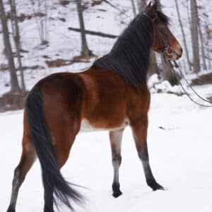 Miss Freedom 14.3hh 4yo Registered Tennessee Mare EWH GUARANTEE