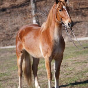 Red Ranger MFT Tennessee cross 5yo Gelding consigned sells 2/17 930pm EST