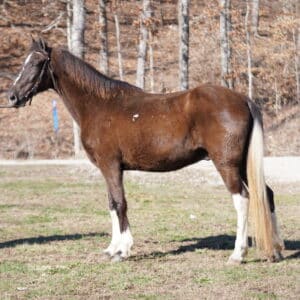 Taco 15.3hh 13yo Tennessee Walker Gelding