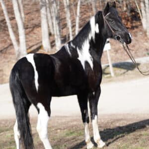 Tuffalo Registered Tennessee Gelding Consigned Sells 02/10 9pm est