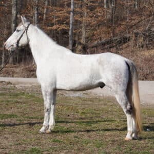 Dually Tennessee Walker 4yo 15.3 hh Gelding sells 2/10 1030 pm EST