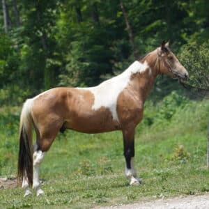 Cherokee Tennessee Walking Horse Gelding consigned