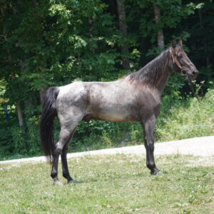 Jenz Hotrod AKA Dusty Registered Tennessee Gelding consigned from Canada located at Hillsboro KY