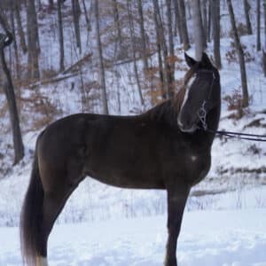 Jazzy 15.2 6yo Rocky Mountain Mare EWH GUARANTEE Sales 1-13-25 9:30pm EST