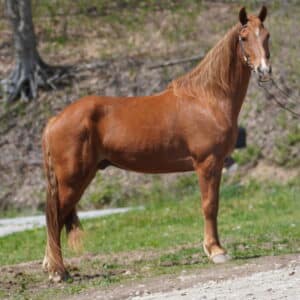 Buds Copper Bullet Registered Tennessee Gelding 15.3 11yo consigned