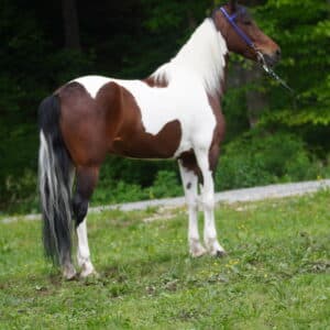 Fancy 7/8 standardbred mare. 14.3 7yo consigned