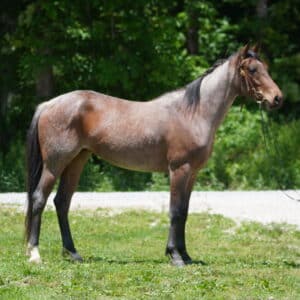 ‼️NO RESERVE ‼️ Hugs registered quarter horse filly 14.2 consigned sells 6/03 8:30pm EST