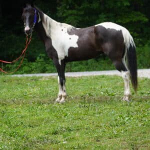 NO RESERVE! Clyde 12 to 14yo 15 hands EXPERIENCED SAFE EWH GUARANTEE Sells 6/10 6pm EST