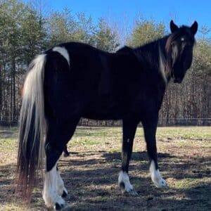 ‼️NO RESERVE‼️ Lady 5yo 14.3-15.0hh spotted saddle horse mare Consignment located in Clarkrange TN sells 6/10 8pmEST