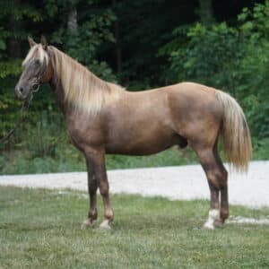 Rainman Registered Rocky Mountain Gelding consigned sells 8/05 9:15pm EST