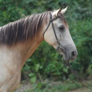 NO RESERVE!! TEMPORARY BIN 6500 Dakota 5yo Tennessee Walker Gelding sells 8/05 9pm EST