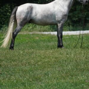 Ransom 5yo 15hh Standardbred Smooooth gait FAST KID BROKE Consigned sells 8/26 8pm EST