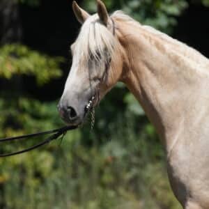 Snowy Registered KMSHA Gelding SMOOTH consigned sells 8/19 9pm EST