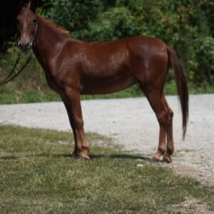 Currently in training and will only improve and price will raise Alice Gaited Molly Mule consigned