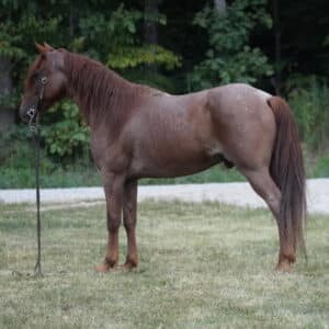 Legendary Mayhem Registered MFT Gelding 14.2 Consigned sells 8/19 8pm EST