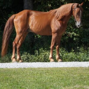 Rusty 13yo 15.1 Tennessee Gelding consigned sells 8/26 10pm EST