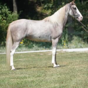 OOPS JACKIE O Registered Tennessee Mare 12yo 15.1 consignment