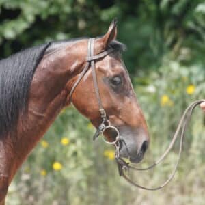 You Got It registered Standardbred stud colt EWH GUARANTEE 3yo 15hh