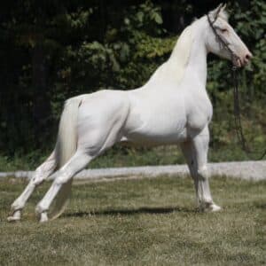 BEGINNER SAFE!! Marshmallow 15yo Tennessee Gelding SAFE SMOOTH Consigned sells 8/19 9:45pm EST