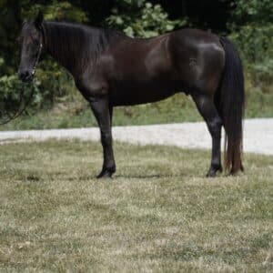 Drago 14yo standardbred cross gelding consigned sells 8/19 10:15pm EST