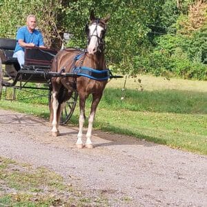 Shazam 13yo close to 14.3 hh Black Sabino Tennessee Walking Mare EXPERIENCED TRAIL HORSE Sells 8/26 9:45pm EST EWH GUARANTEE