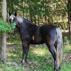 Rocky 7yo 15.1 unregistered gelding