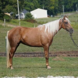 Honey Lucky Charms Fancy 8yo Tennessee Walker Mare 15.3 Consigned sells 9/9 9:45pm EST