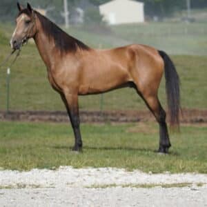 Gem Dandy AKA:Biscuit Tennessee Walker Gelding 14.3 5yo EWH GUARANTEE sells 9/9 10:00pm EST