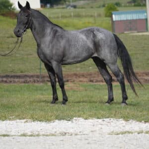 TEMPORARY BIN 6K Blue Registered Tennessee Mare 15yo 15hh EWH GUARANTEE Sells 9/9 10:30pm EST