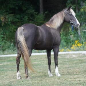 Lizzy Rocky Mountain Mare BOMB PROOF KID PROOF BEGINNER PROOF EWH GUARANTEE sells 9/9 9:00pm EST