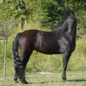 Feisty Registered Racking Mare 10yo 14.3 EWH GUARANTEE sells 9/16 10pm est