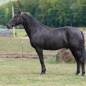 Midnight 6yo 15hand Singlegooter gelding consigned sells 9/23 10:30pm est