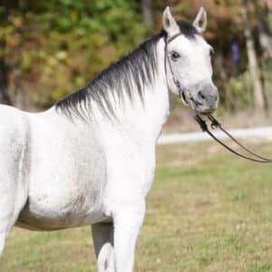 Mighty Mouse 13 hands 9-12yo gaited gelding consigned sells 10/21 9:30 pm EST