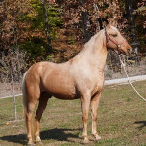 Honky Tonk Registered Tennessee Gelding