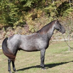 Sundance registered Rocky Mountain gelding 15.1 12yo consigned sells 10/21 8:45 pm est