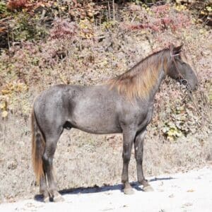 CF’s James Bond Registered Rocky Mountain consigned sells 10/28 9pm EST