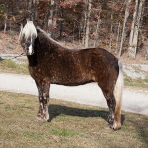 Mugga Imported Icelandic Silver Dapple Mare. 6yo 13.3HH consigned sells 11/11 10pm EST