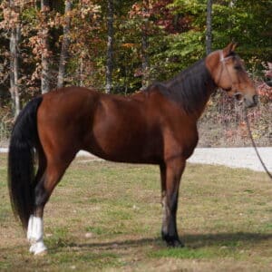 Freeway Best Gaited Speed Horse! Gelding 15.2 8yo consigned sells 11/11 10:15pm EST