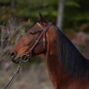 Romeo Speed Racking Trail gelding consigned sells 11/11 10:30pm EST