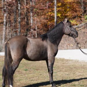 HSR Grayson Highland Registered Rocky Mountain Gelding 6yo 14.3 consigned sells 12/2 10pm EST