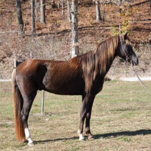 I'm Yer Man Cruiser 15.1 6yo Registered Rocky Mountain Gelding consigned