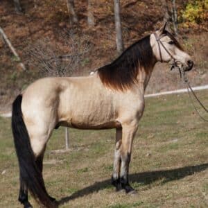 Buddy Tennessee Walking Pony 14.1HH 7yo Gelding